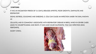 ppt diseases in poultry in poultry.pptx