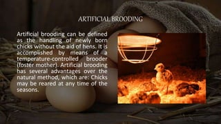 ppt poultry jhghggggfgffdrdhfjhyjff.pptx