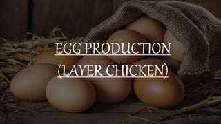 EGG PRODUCTION
(LAYER CHICKEN)
 