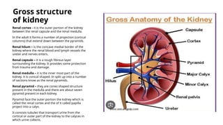 Kidney Anatomy PPT – Easy and Simple Explanation | PPTX
