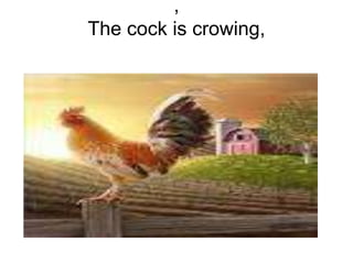 , 
The cock is crowing, 
 