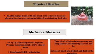 Mango Insect Trap Ipm strategy for controlling mango fruit fly | PPT