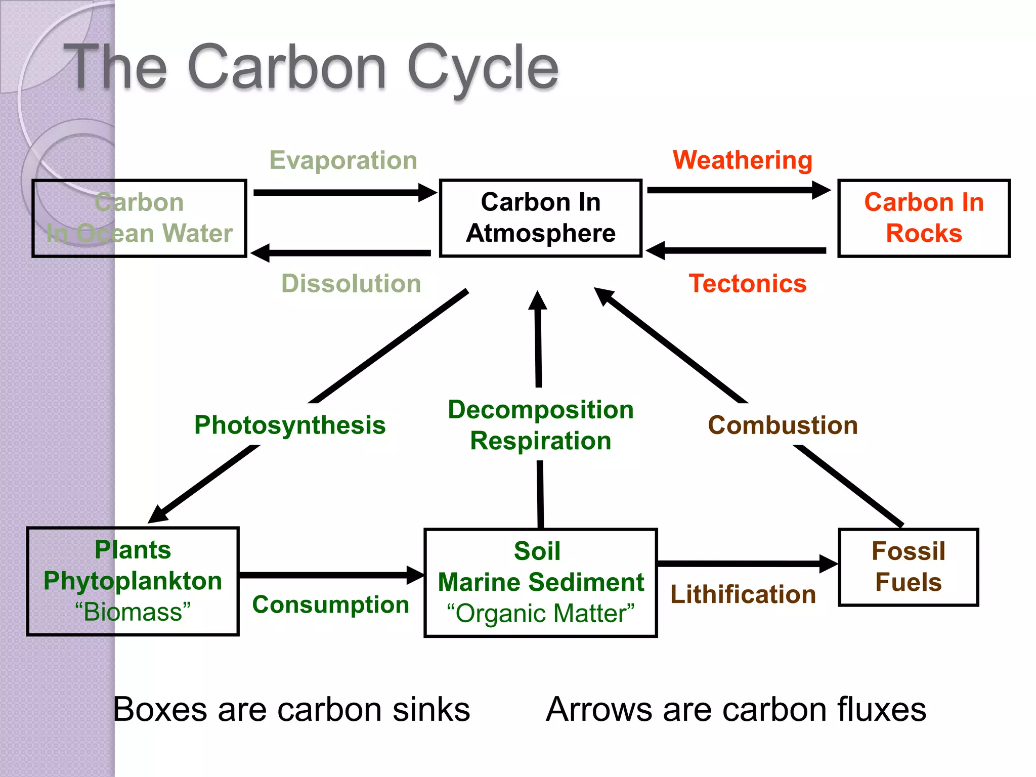 The Carbon Cycle
                  Evaporation                     Weathering
    Carbon                          Carbon In                     Carbon In
In Ocean Water                     Atmosphere                      Rocks
                   Dissolution                      Tectonics



                                 Decomposition
           Photosynthesis                            Combustion
                                  Respiration



    Plants                            Soil                        Fossil
Phytoplankton                    Marine Sediment Lithification    Fuels
  “Biomass”      Consumption     “Organic Matter”


     Boxes are carbon sinks              Arrows are carbon fluxes
 