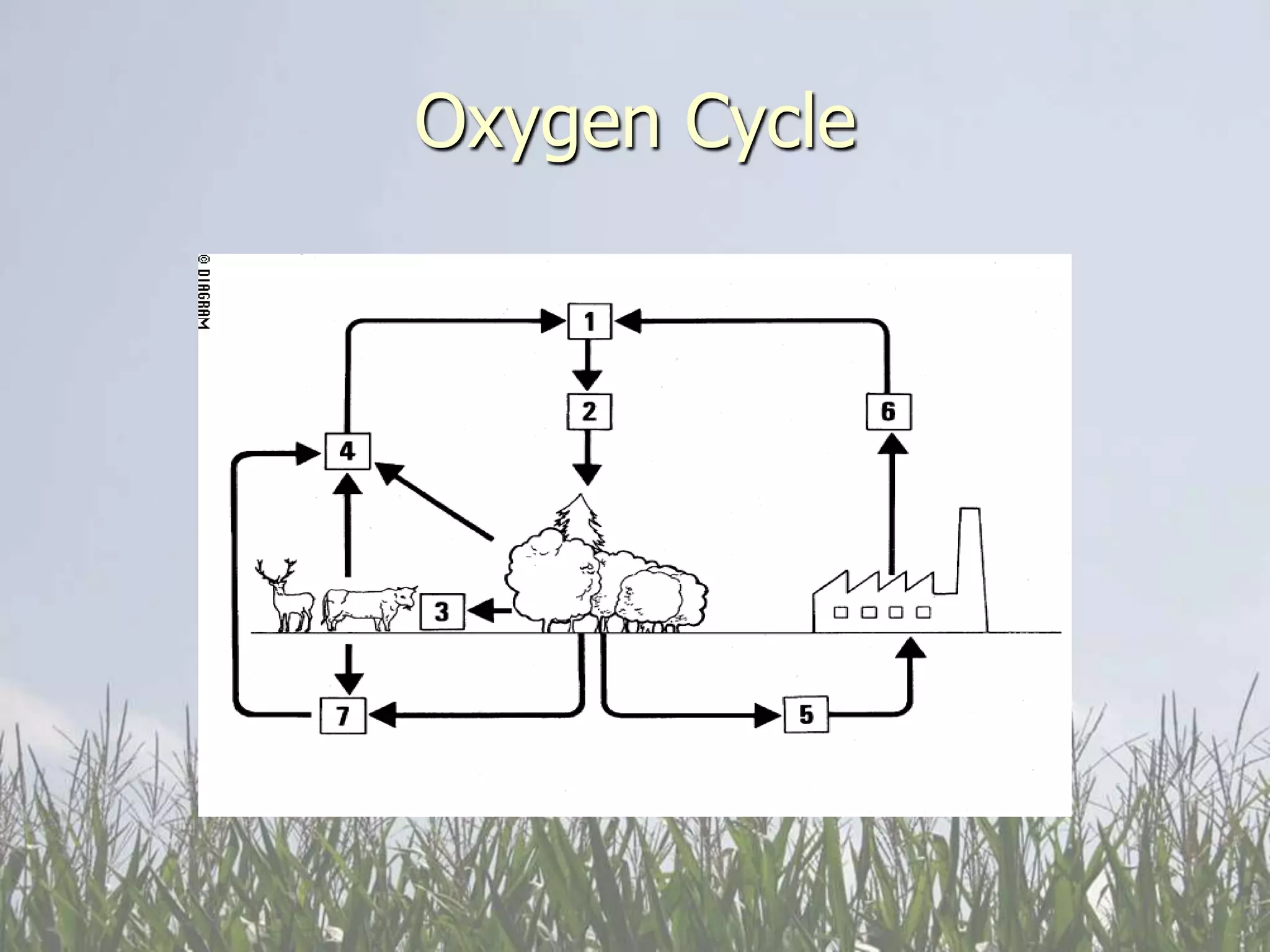 Oxygen Cycle
 