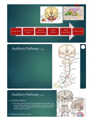 inner ear anatomy and physiology of hearing | PDF