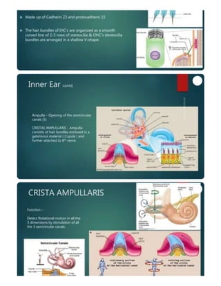 inner ear anatomy and physiology of hearing | PDF