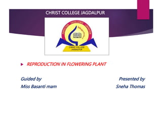 CHRIST COLLEGE JAGDALPUR
 REPRODUCTION IN FLOWERING PLANT
Guided by Presented by
Miss Basanti mam Sneha Thomas
 