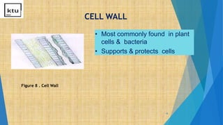 CELL WALL
10
• Most commonly found in plant
cells & bacteria
• Supports & protects cells
Figure 8 . Cell Wall
 