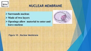 NUCLEAR MEMBRANE
12
 Surrounds nucleus
 Made of two layers
 Openings allow material to enter and
leave nucleus
Figure 10 . Nuclear Membrane
 