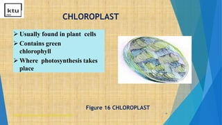 CHLOROPLAST
18
 Usually found in plant cells
 Contains green
chlorophyll
 Where photosynthesis takes
place
http://library.thinkquest.org/12413/structures.html
Figure 16 CHLOROPLAST
 