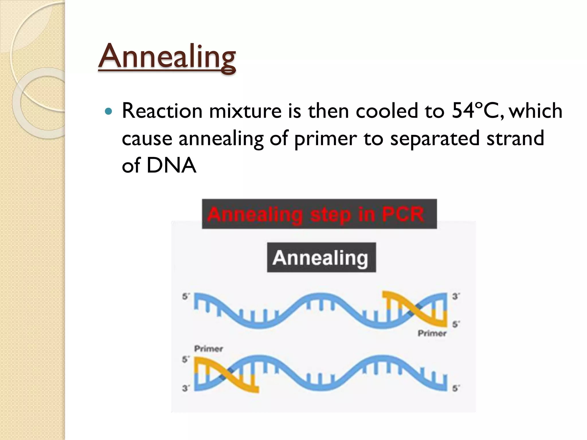 ppt presentation pcr.pdf