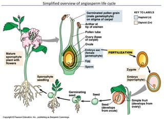 Angiospermae Reproduction and controls | PDF