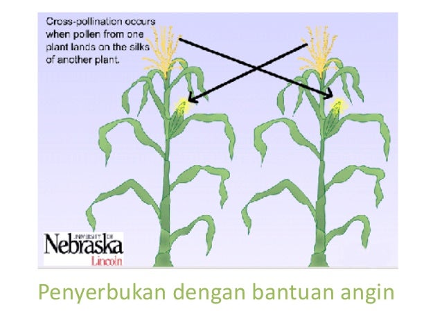 Angiospermae Reproduction and controls