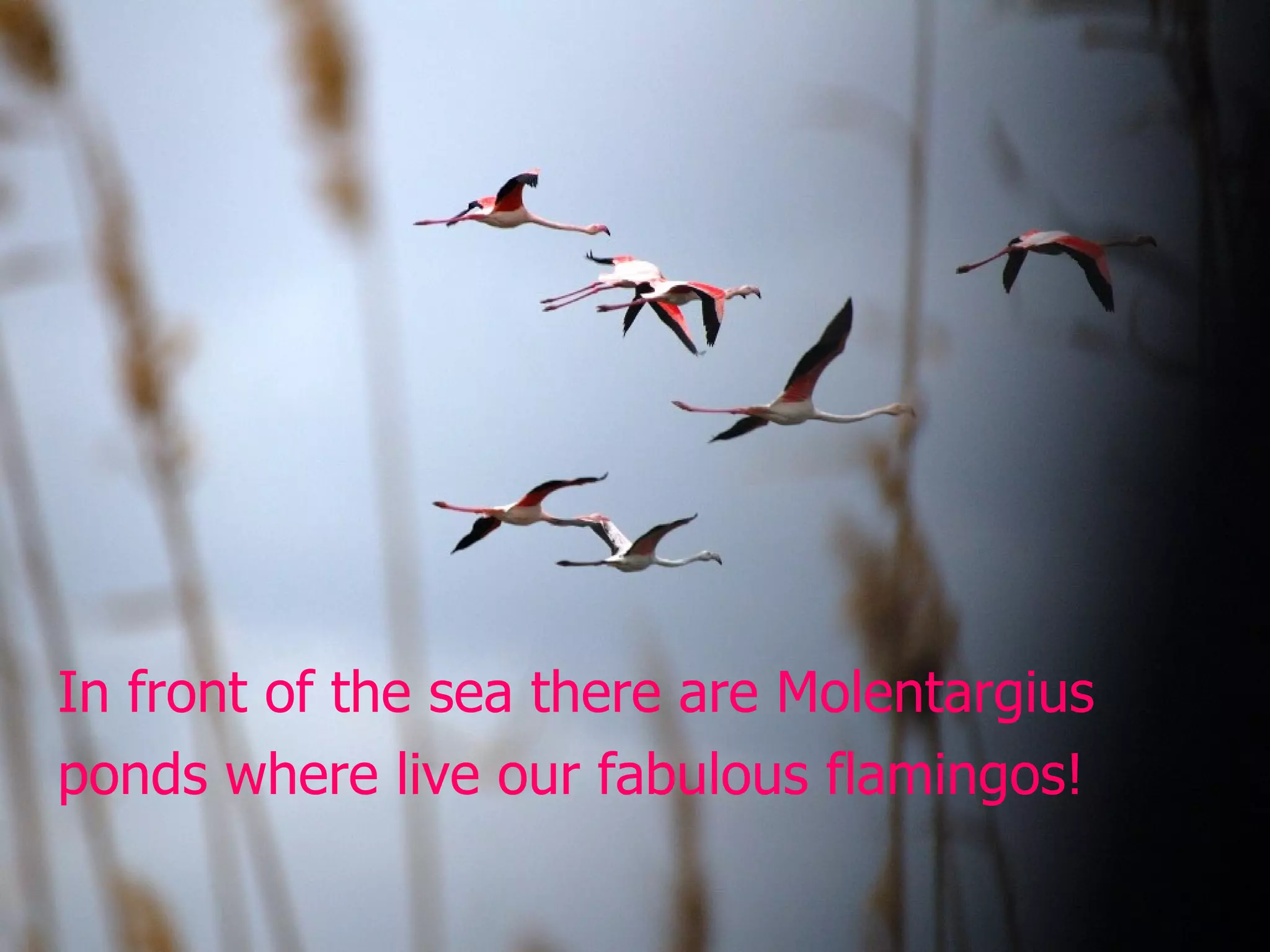 In front of the sea there are Molentargius ponds where live our fabulous flamingos!