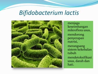 Bifidobacterium lactis
 menjaga
keseimbangan
mikroflora usus,
 mendorong
penyerapan
nutrisi,
 merangsang
sistem kekebalan
tubuh
 mendetoksifikasi
usus, darah dan
hati.
 