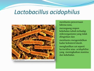 Lactobacillus acidophilus
 membantu pencernaan
laktosa susu,
 merangsang respon
kekebalan tubuh terhadap
mikroorganisme yang tidak
diinginkan dan
 membantu mengendalikan
kadar kolesterol darah.
 menghasilkan zat seperti
lactocidine atau acidophiline
yang meningkatkan stamina
dan kekebalan.
 
