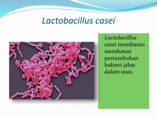 Lactobacillus casei
 Lactobacillus
casei membantu
membatasi
pertumbuhan
bakteri jahat
dalam usus.
 