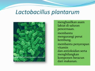 Lactobacillus plantarum
 menghasilkan asam
laktat di saluran
pencernaan.
 membantu
mengurangi perut
kembung.
 membantu penyerapan
vitamin
dan antioksidan serta
menghilangkan
komponen beracun
dari makanan.
 