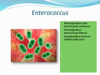 Enterococcus
 Meningkatkan nilai
nutrisi pada makanan
 Meningkatkan
pencernaan laktosa
 menghasilkan kontrol
infeksi pada usus
 