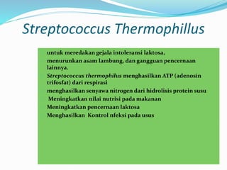 Streptococcus Thermophillus
 untuk meredakan gejala intoleransi laktosa,
 menurunkan asam lambung, dan gangguan pencernaan
lainnya.
 Streptococcus thermophilus menghasilkan ATP (adenosin
trifosfat) dari respirasi
 menghasilkan senyawa nitrogen dari hidrolisis protein susu
 Meningkatkan nilai nutrisi pada makanan
 Meningkatkan pencernaan laktosa
 Menghasilkan Kontrol nfeksi pada usus
 
