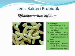 Jenis Bakteri Probiotik
 mencegah
perkembangbiakan E.
coli, salmonella dan
clostridium.
 memproduksi asam
laktat dan asam asetat
yang menurunkan pH
usus
 merangsang
penyerapan mineral
seperti besi, kalsium,
magnesium, dan seng.
Bifidobacterium bifidum
 