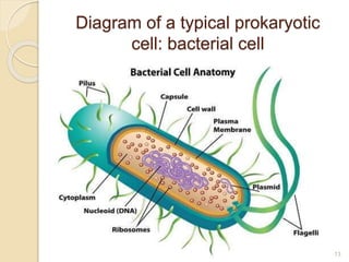 Diagram of a typical prokaryotic
cell: bacterial cell
13
 