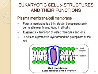 EUKARYOTIC CELL :- STRUCTURES
AND THEIR FUNCTIONS
Plasma membrane/cell membrane
 Plasma membrane is a thin, elastic, transparent semi-
permeable membrane, found in all cells.
 Functions :- Transport of water, molecules and ions.
 It acts as a protective layer around the protoplasm of the
cell
17
 