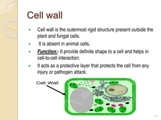 Cell wall
 Cell wall is the outermost rigid structure present outside the
plant and fungal cells.
 It is absent in animal cells.
 Function:- It provide definite shape to a cell and helps in
cell-to-cell interaction.
 It acts as a protective layer that protects the cell from any
injury or pathogen attack.
18
 
