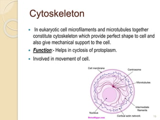 Cytoskeleton
 In eukaryotic cell microfilaments and microtubules together
constitute cytoskeleton which provide perfect shape to cell and
also give mechanical support to the cell.
 Function:- Helps in cyclosis of protoplasm.
 Involved in movement of cell.
19
 