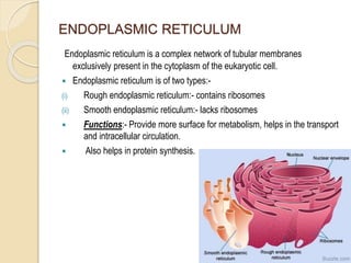 ENDOPLASMIC RETICULUM
Endoplasmic reticulum is a complex network of tubular membranes
exclusively present in the cytoplasm of the eukaryotic cell.
 Endoplasmic reticulum is of two types:-
(i) Rough endoplasmic reticulum:- contains ribosomes
(ii) Smooth endoplasmic reticulum:- lacks ribosomes
 Functions:- Provide more surface for metabolism, helps in the transport
and intracellular circulation.
 Also helps in protein synthesis.
20
 