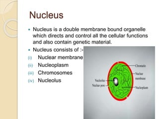 Nucleus
 Nucleus is a double membrane bound organelle
which directs and control all the cellular functions
and also contain genetic material.
 Nucleus consists of :-
(i) Nuclear membrane
(ii) Nucleoplasm
(iii) Chromosomes
(iv) Nucleolus
21
 