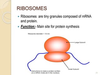 RIBOSOMES
 Ribosomes are tiny granules composed of mRNA
and protein.
 Function:- Main site for protein synthesis
23
 
