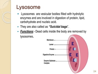 Lysosome
 Lysosomes are vesicular bodies filled with hydrolytic
enzymes and are involved in digestion of protein, lipid,
carbohydrate and nucleic acid.
 They are also called as “Suicidal bags”.
 Functions:- Dead cells inside the body are removed by
lysosomes.
24
 
