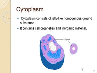Cytoplasm
 Cytoplasm consists of jelly-like homogenous ground
substance.
 It contains cell organelles and inorganic material.
25
 