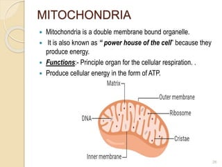 MITOCHONDRIA
 Mitochondria is a double membrane bound organelle.
 It is also known as “ power house of the cell” because they
produce energy.
 Functions:- Principle organ for the cellular respiration. .
 Produce cellular energy in the form of ATP.
26
 