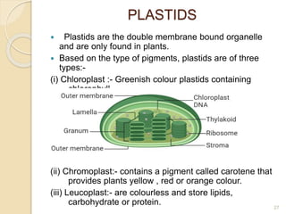 PLASTIDS
 Plastids are the double membrane bound organelle
and are only found in plants.
 Based on the type of pigments, plastids are of three
types:-
(i) Chloroplast :- Greenish colour plastids containing
chlorophyll.
(ii) Chromoplast:- contains a pigment called carotene that
provides plants yellow , red or orange colour.
(iii) Leucoplast:- are colourless and store lipids,
carbohydrate or protein. 27
 