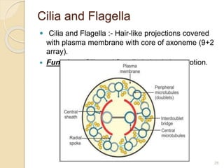 Cilia and Flagella
 Cilia and Flagella :- Hair-like projections covered
with plasma membrane with core of axoneme (9+2
array).
 Function:- Cilia and flagella helps in locomotion.
28
 