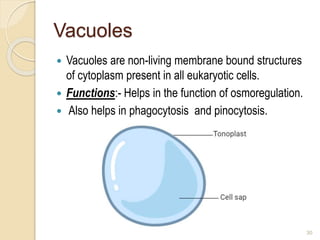 Vacuoles
 Vacuoles are non-living membrane bound structures
of cytoplasm present in all eukaryotic cells.
 Functions:- Helps in the function of osmoregulation.
 Also helps in phagocytosis and pinocytosis.
30
 