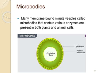 Microbodies
 Many membrane bound minute vesicles called
microbodies that contain various enzymes are
present in both plants and animal cells.
31
 