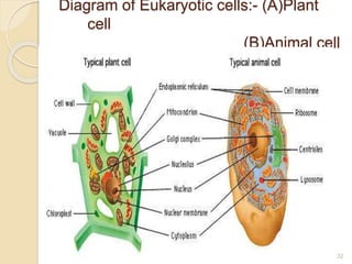 Diagram of Eukaryotic cells:- (A)Plant
cell
(B)Animal cell
32
 