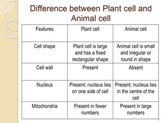 Difference between Plant cell and
Animal cell
Features Plant cell Animal cell
Cell shape Plant cell is large
and has a fixed
rectangular shape
Animal cell is small
and irregular or
round in shape
Cell wall Present Absent
Nucleus Present; nucleus lies
on one side of cell
Present; nucleus lies
in the centre of the
cell
Mitochondria Present in fewer
numbers
Present in large
numbers
33
 
