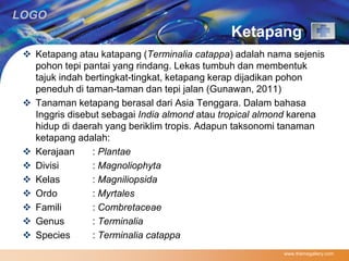 LOGO 
Ketapang 
 Ketapang atau katapang (Terminalia catappa) adalah nama sejenis 
pohon tepi pantai yang rindang. Lekas tumbuh dan membentuk 
tajuk indah bertingkat-tingkat, ketapang kerap dijadikan pohon 
peneduh di taman-taman dan tepi jalan (Gunawan, 2011) 
 Tanaman ketapang berasal dari Asia Tenggara. Dalam bahasa 
Inggris disebut sebagai India almond atau tropical almond karena 
hidup di daerah yang beriklim tropis. Adapun taksonomi tanaman 
ketapang adalah: 
 Kerajaan : Plantae 
 Divisi : Magnoliophyta 
 Kelas : Magniliopsida 
 Ordo : Myrtales 
 Famili : Combretaceae 
 Genus : Terminalia 
 Species : Terminalia catappa 
www.themegallery.com 
 