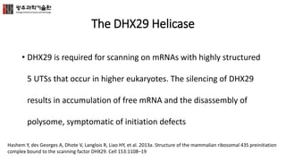 The DHX29 Helicase
• DHX29 is required for scanning on mRNAs with highly structured
5 UTSs that occur in higher eukaryotes. The silencing of DHX29
results in accumulation of free mRNA and the disassembly of
polysome, symptomatic of initiation defects
Hashem Y, des Georges A, Dhote V, Langlois R, Liao HY, et al. 2013a. Structure of the mammalian ribosomal 43S preinitiation
complex bound to the scanning factor DHX29. Cell 153:1108–19
 
