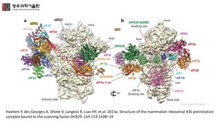 Hashem Y, des Georges A, Dhote V, Langlois R, Liao HY, et al. 2013a. Structure of the mammalian ribosomal 43S preinitiation
complex bound to the scanning factor DHX29. Cell 153:1108–19
 