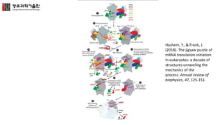 Hashem, Y., & Frank, J.
(2018). The jigsaw puzzle of
mRNA translation initiation
in eukaryotes: a decade of
structures unraveling the
mechanics of the
process. Annual review of
biophysics, 47, 125-151.
 