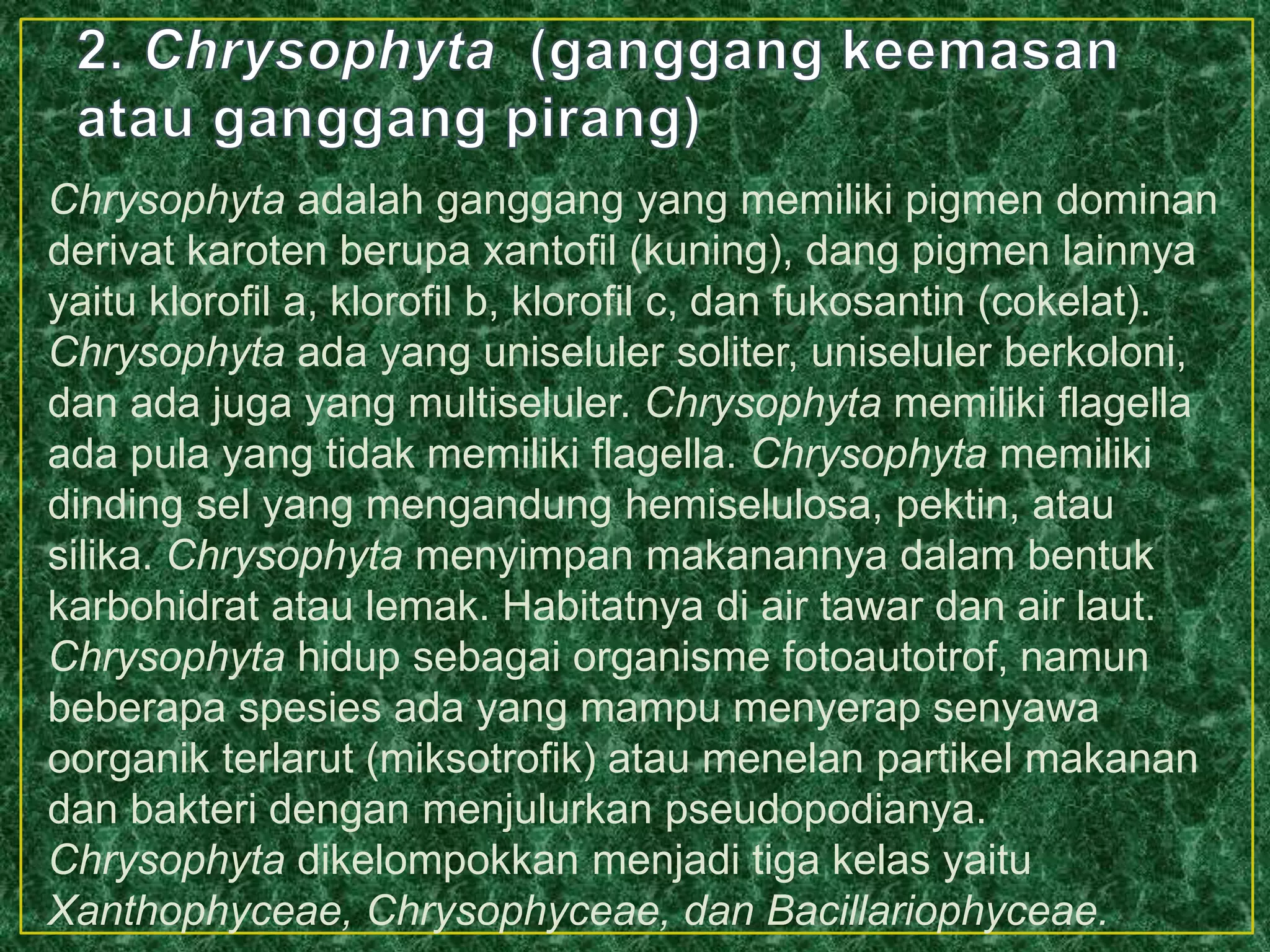 Chrysophyta adalah ganggang yang memiliki pigmen dominan
derivat karoten berupa xantofil (kuning), dang pigmen lainnya
yaitu klorofil a, klorofil b, klorofil c, dan fukosantin (cokelat).
Chrysophyta ada yang uniseluler soliter, uniseluler berkoloni,
dan ada juga yang multiseluler. Chrysophyta memiliki flagella
ada pula yang tidak memiliki flagella. Chrysophyta memiliki
dinding sel yang mengandung hemiselulosa, pektin, atau
silika. Chrysophyta menyimpan makanannya dalam bentuk
karbohidrat atau lemak. Habitatnya di air tawar dan air laut.
Chrysophyta hidup sebagai organisme fotoautotrof, namun
beberapa spesies ada yang mampu menyerap senyawa
oorganik terlarut (miksotrofik) atau menelan partikel makanan
dan bakteri dengan menjulurkan pseudopodianya.
Chrysophyta dikelompokkan menjadi tiga kelas yaitu
Xanthophyceae, Chrysophyceae, dan Bacillariophyceae.
 