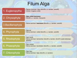 Filum Alga
• Pigmen dominan: hijau (klorofil a, b, karoten, xantofil)
• Contoh: Euglena viridis
1. Euglenopytha
• Alga coklat keemasan
• Klorofil a, c, karoten, fukosantin
2. Chrysophyta
• Warna dominan: keemasan (klorofil a, c, karoten, xantofil)
3.Bacillariophyta
• Alga api
• Warna dominan: coklat (klorofil a, c, karoten, xantofil)
4. Phyrophyta
• Alga merah
• Warna dominan: kemerahan (klorofil a, karoten, klorofil d pada beberapa
spesies)
5. Rhodophyta
• Alga cokelat
• Warna dominan: kecoklatan (klorofil a, c, karoten, xantofil)
6. Phaeophyta
• Alga hijau
• Warna dominan: hijau (klorofl a, b, karoten)
7. Chlorophyta
 