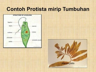Contoh Protista mirip Tumbuhan
Macrocystis
 