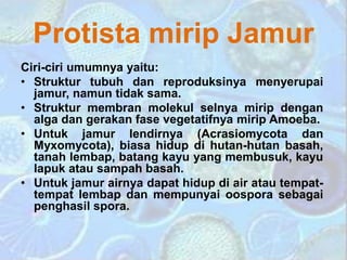 Protista mirip Jamur
Ciri-ciri umumnya yaitu:
• Struktur tubuh dan reproduksinya menyerupai
jamur, namun tidak sama.
• Struktur membran molekul selnya mirip dengan
alga dan gerakan fase vegetatifnya mirip Amoeba.
• Untuk jamur lendirnya (Acrasiomycota dan
Myxomycota), biasa hidup di hutan-hutan basah,
tanah lembap, batang kayu yang membusuk, kayu
lapuk atau sampah basah.
• Untuk jamur airnya dapat hidup di air atau tempat-
tempat lembap dan mempunyai oospora sebagai
penghasil spora.
 