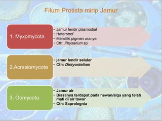 Filum Protista mirip Jamur
• Jamur lendir plasmodial
• Heterotrof
• Memiliki pigmen oranye
• Cth: Physarium sp
1. Myxomycota
• jamur lendir seluler
• Cth: Dictyostelium
2.Acrasiomycota
• Jamur air
• Biasanya terdapat pada hewan/alga yang telah
mati di air tawar
• Cth: Saprolegnia
3. Oomycota
 